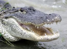 Alligator