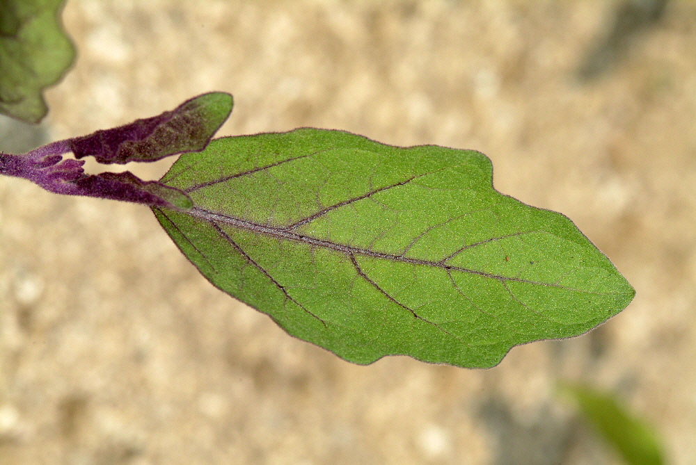 leaf